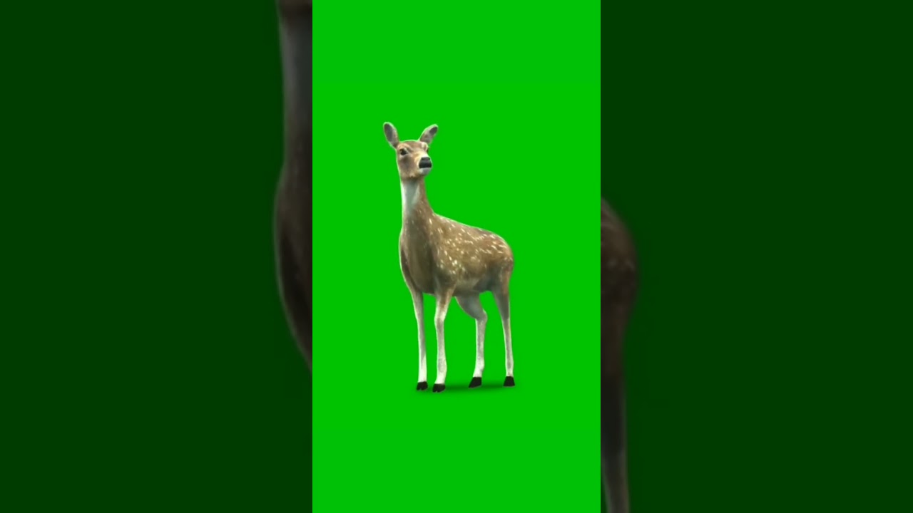 Deer 🦌 Green Screen-Chroma Key Effect HD Video 