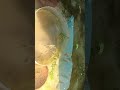 Meri naked fish attack #fishing #fish #malayalam #aquarium #fishtank #snakeheadfish #trending #vi