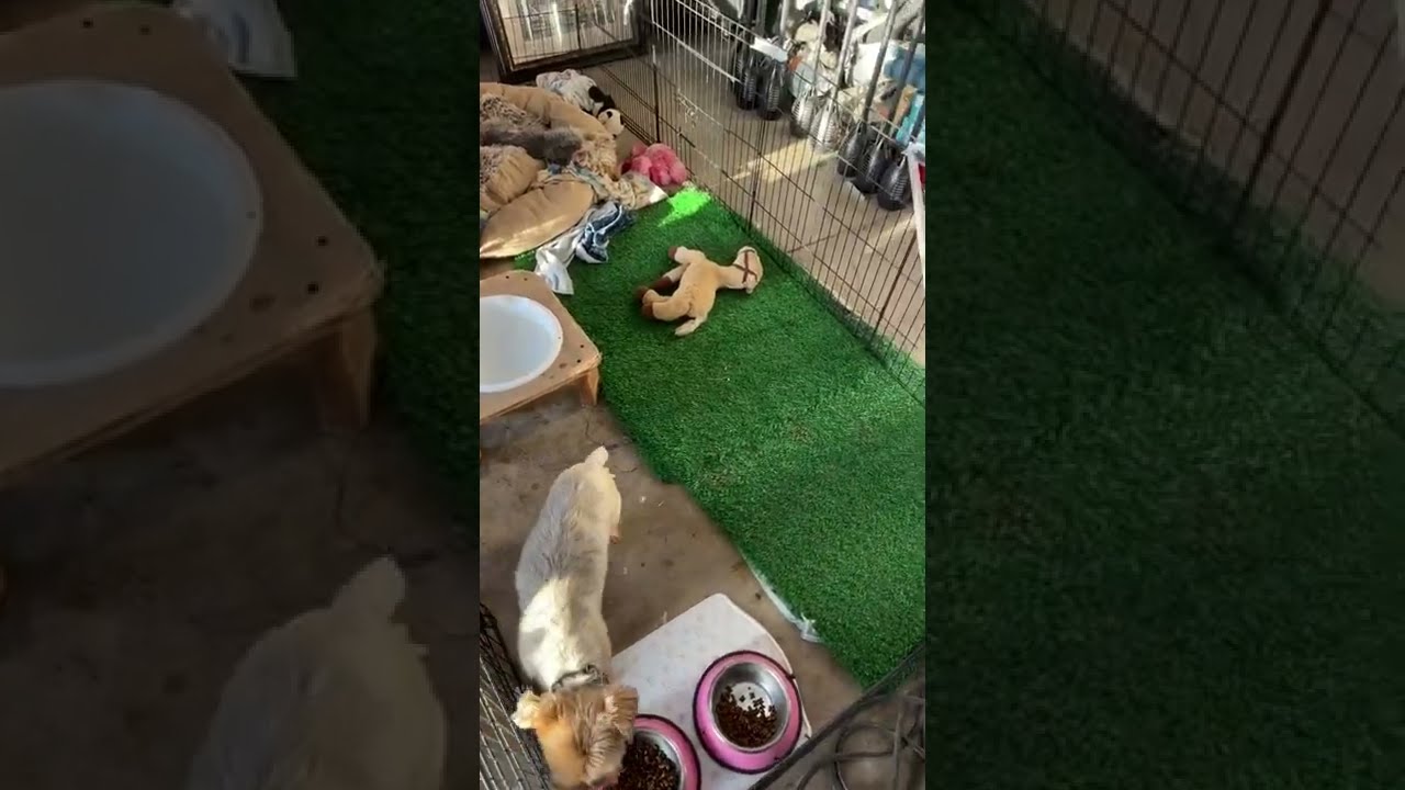 Customer Reviews STARROAD-TIM Artificial Grass Rug Turf for Dogs