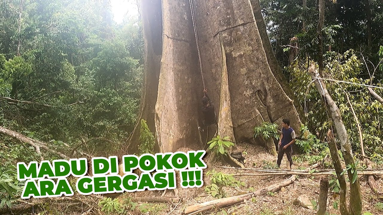 Giant Tree! Very BIG Risk To Take!  |  Pokok GERGASI Berisiko Tinggi #eps 261