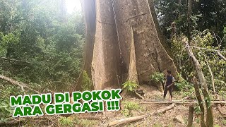 Giant Tree! Very BIG Risk To Take!  |  Pokok GERGASI Berisiko Tinggi #eps 261