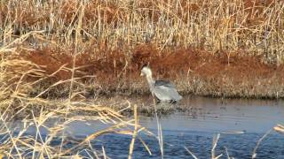 Blue Heron At Squaw Creek Nwr