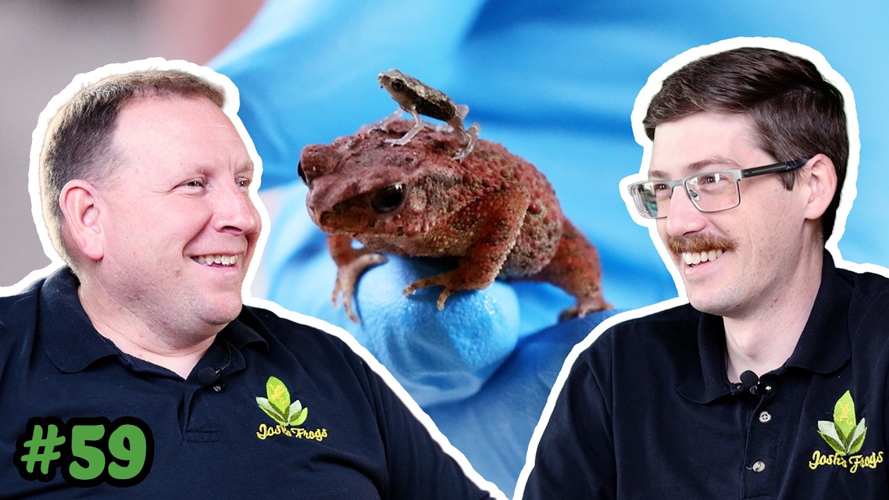 Tiny Titans! All About Malaysian Dwarf Toads - Josh's Frogs Podcast Episode 59