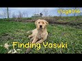 Finding Yasuki 🐶🥰 Vlog #146