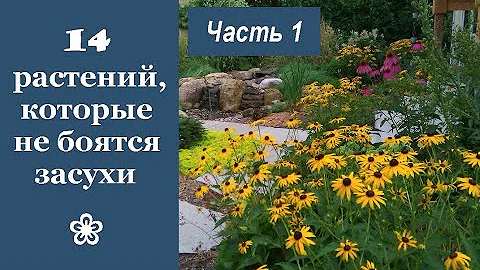 ❀ 14 красивых растений, которые не боятся засухи. Часть 1