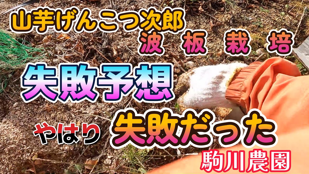 山芋波板栽培失敗予想やはり失敗でした