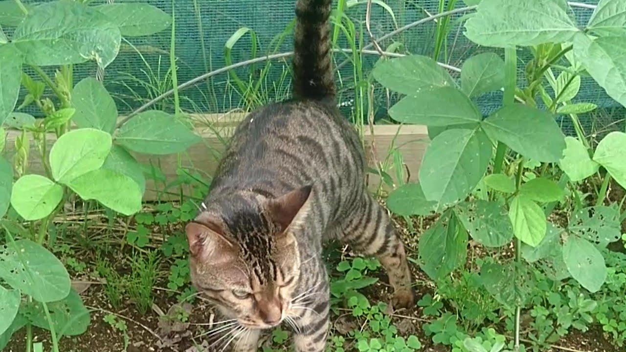 Bengal cat spraying 2 YouTube