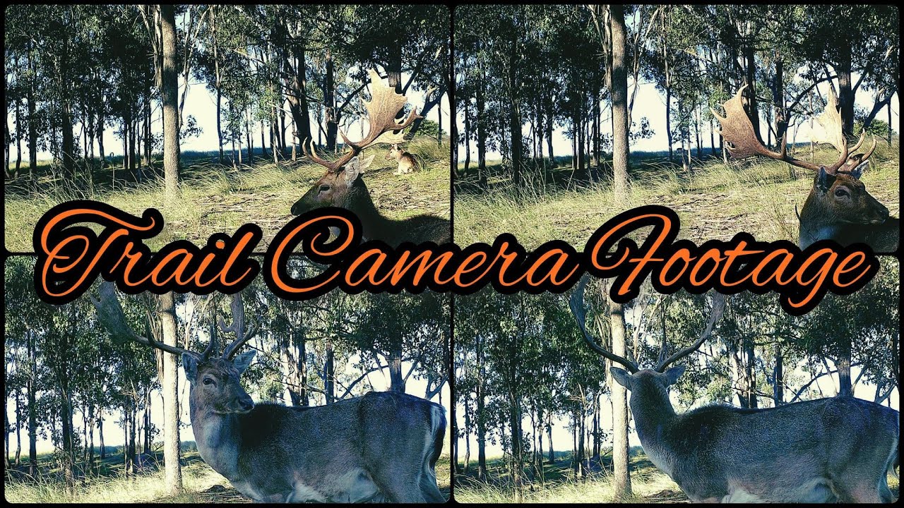 Fallow Deer Trail Camera Set Up // Fallow Buck Poses for the Camera