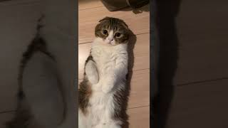 🐈アザラシの赤ちゃんみたいな猫 #shorts