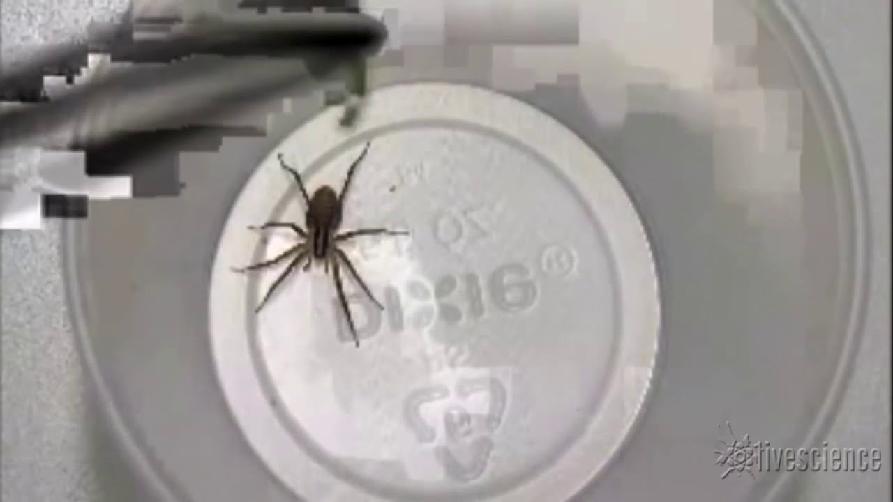 tobacco spider Caterpillar's 'Nicotine-Puff' Stops Spider Attack