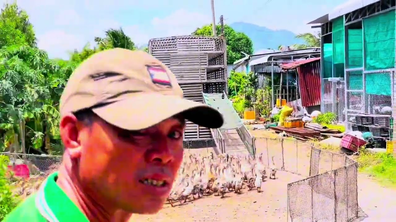 Full Video: Bright Red Ducks Swim Upstream Back to the Farm & Get Loaded onto Trucks– Amazing Scene!