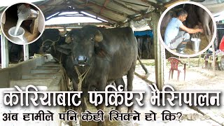 कोरियाबाट फर्कियर भैसी पालन। महिनामा तीन लाख आम्दानी। Buffalo Farming In Nepal