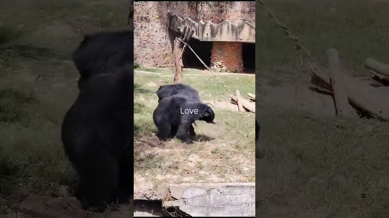 dosti hum nahi todenge 