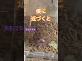 わが家は臭い #_shorts #ハムスターのいる生活
