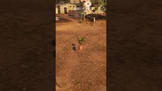 Cats Easter Egg In Goat Simulator Remastered