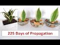 Sansevieria Trifasciata Propagation in Small Bowl of Water (Golden Hahnii Snake Plant)