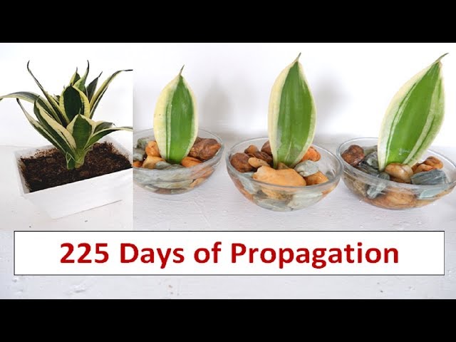 artificial potted succulents Potted Artificial Succulents in Rectangular Ceramic Plant Pot with Bamboo Tray