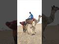 مهارة مذهلة في الصحراء — فتاة تؤدي حركة خطيرة 🐪🔥