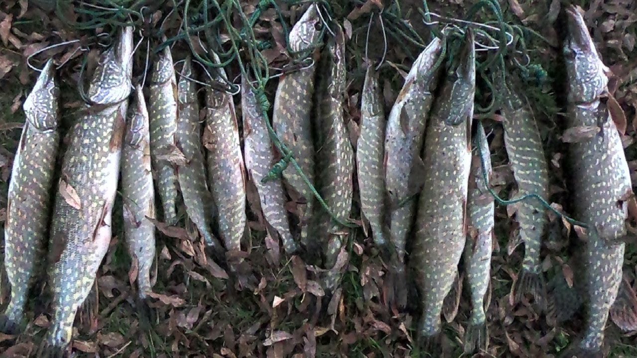 КРАЩІ АТАКИ ЩУКИ / ОХОТА НА РИБАЛКУ / ЩУКА НА ВОБЛЕРИ - YouTube