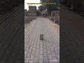 guess who bowler action🤔#viral#challlange how to grow subscribers 🤔