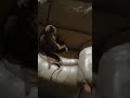 #viral Cat morning 6 AM play mode.