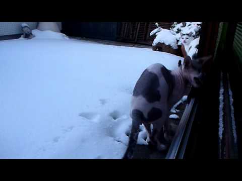 Sphynx Noong, Ling und PumKek Schnee-Erfahrungen? Snow or not snow, that`s the question - Nr.73