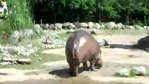 Бегемот смешно крутит своим хвостом . (hippo funny turns tail)