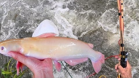 Chích Cá Đồng trên sông nước chảy Cuồn cuộn, kích cá Lăng Cá rô phi to | XA QUÊ VLOG 