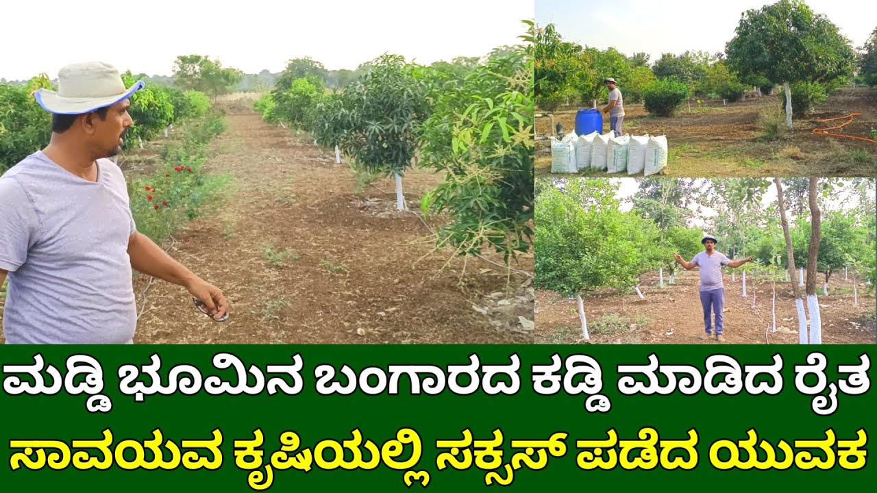 ಮಡ್ಡಿ ಭೂಮಿನ ಬಂಗಾರದ ಕಡ್ಡಿ ಮಾಡಿದೆ | ಸಾವಯವ ಕೃಷಿಯಲ್ಲಿ ಸಕ್ಸಸ್ ಪಡೆದ ರೈತ | organic farming | fruit farming