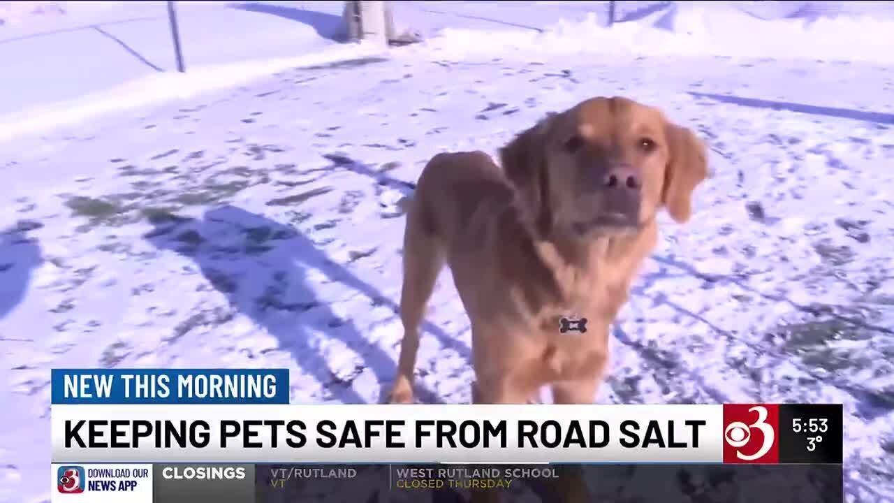 Pet protection tips for winter weather