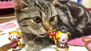 子猫をドアップで撮影してみたらｗ
