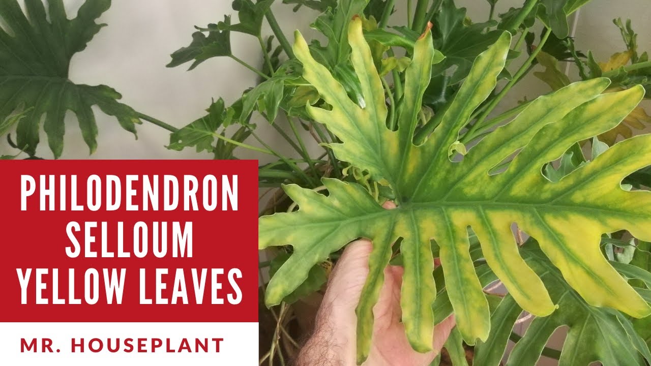 Nutrient deficiencies in philodendron selloum (How to recover philodendron  selloum)