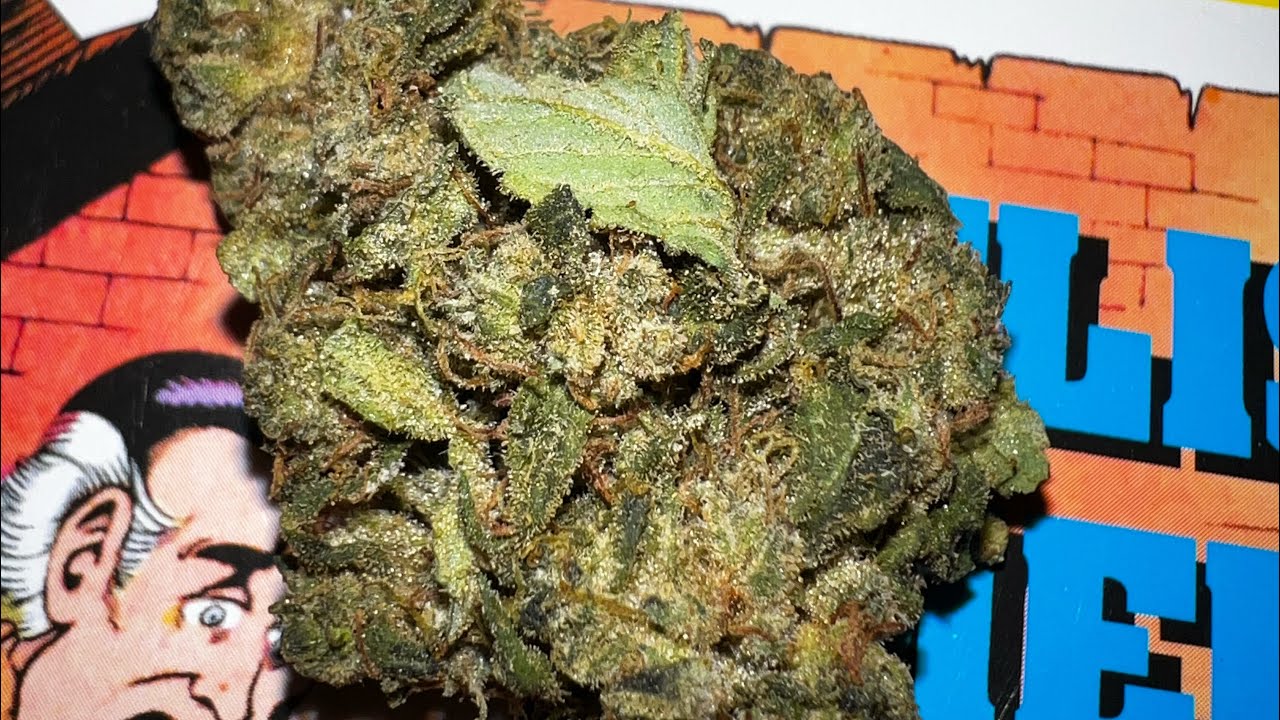 Ghost Train Haze 22/1 👻🚂👻 Aurora - Pedanios -DNK - Sativa Dom. - Medizinisches Cannabis