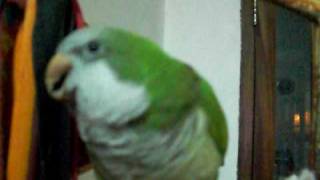 Loro que canta auto feo y habla  parrot