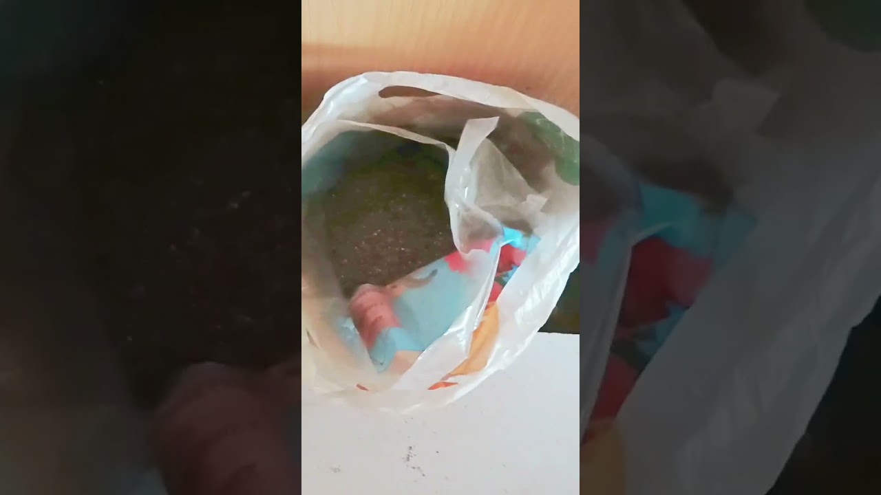 Герань, традесканция гуллари. Герань қаламчаларини вермикулитга экиб кўпайтириш.