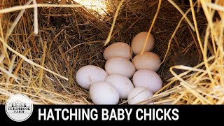 BABY CHICKS HATCH:  Our First Hatching