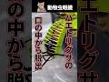 ハエトリグサに閉じ込められた動物は脱出できる？
