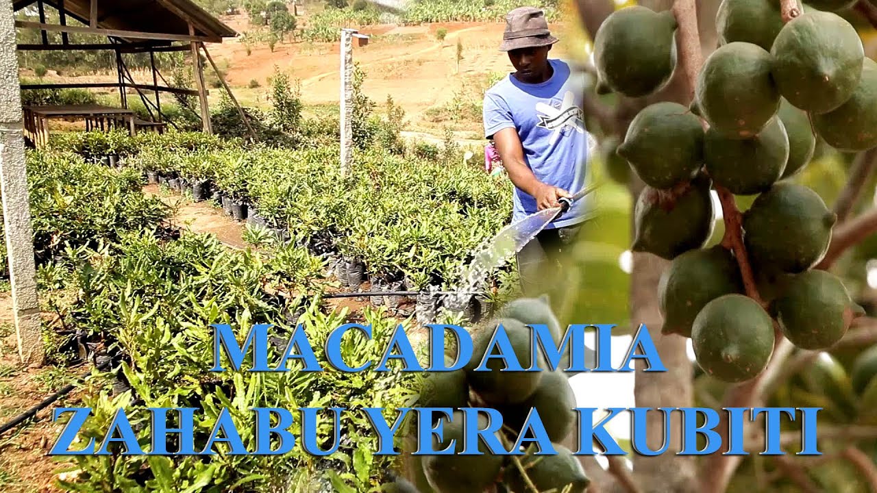 MACADAMIA:Ni zahabu yera kubiti. Umuntu wese mu Rwanda twamusaba nibura guhinga ibiti2 bya macadamia