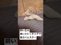 臭いストッキング
