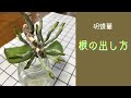 10月 【根が出にくい胡蝶蘭】読者さんのコメントから 空中栽培 水栽培 ペットボトルで空中栽培 根と花芽(葉)の出る場所