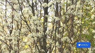 Plans in the works to rid area of problematic Bradford pear trees