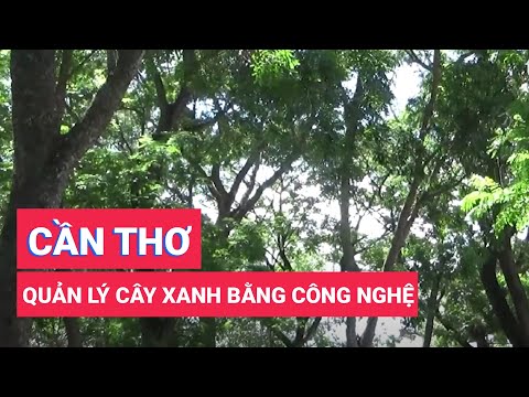 Video Cần Thơ quản lý cây xanh bằng công nghệ bản đồ số - youtube