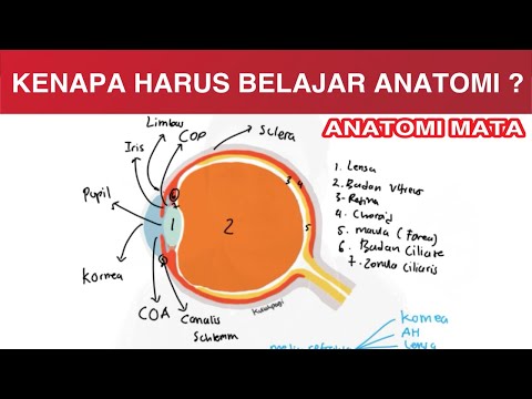 Anatomi Mata - Media Refrakta - Review Anatomi