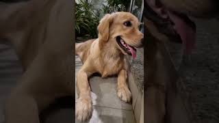 golden Retriever dog whatsapp status video#trending #shorts #