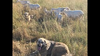 Friend selling a complete parasite resistant sheep flock with our on-line auction.