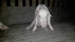 ONG espanhola Igualdad Animal difunde imagens inéditas sobre a dura realidade de porcos