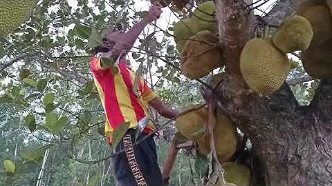How to Cut Jackfruit from Tree | Jackfruit of Bangladesh | গাছ পাকা কাঁঠাল|Deshi Tradition Reviewer