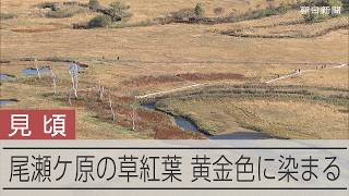 尾瀬ケ原の草紅葉が見頃　黄金色に美しく染まる