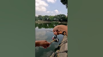 Rô phi có ăn mồi giả không? #câulure #fishing #xuantruong #lurefishing