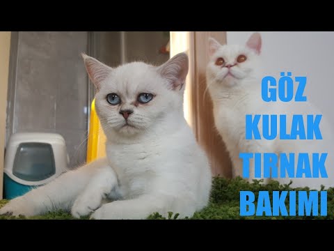 Video: Kedinizin Burnu Nasıl Durulanır